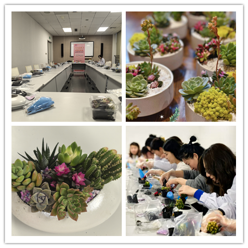 多肉.png 多肉.png